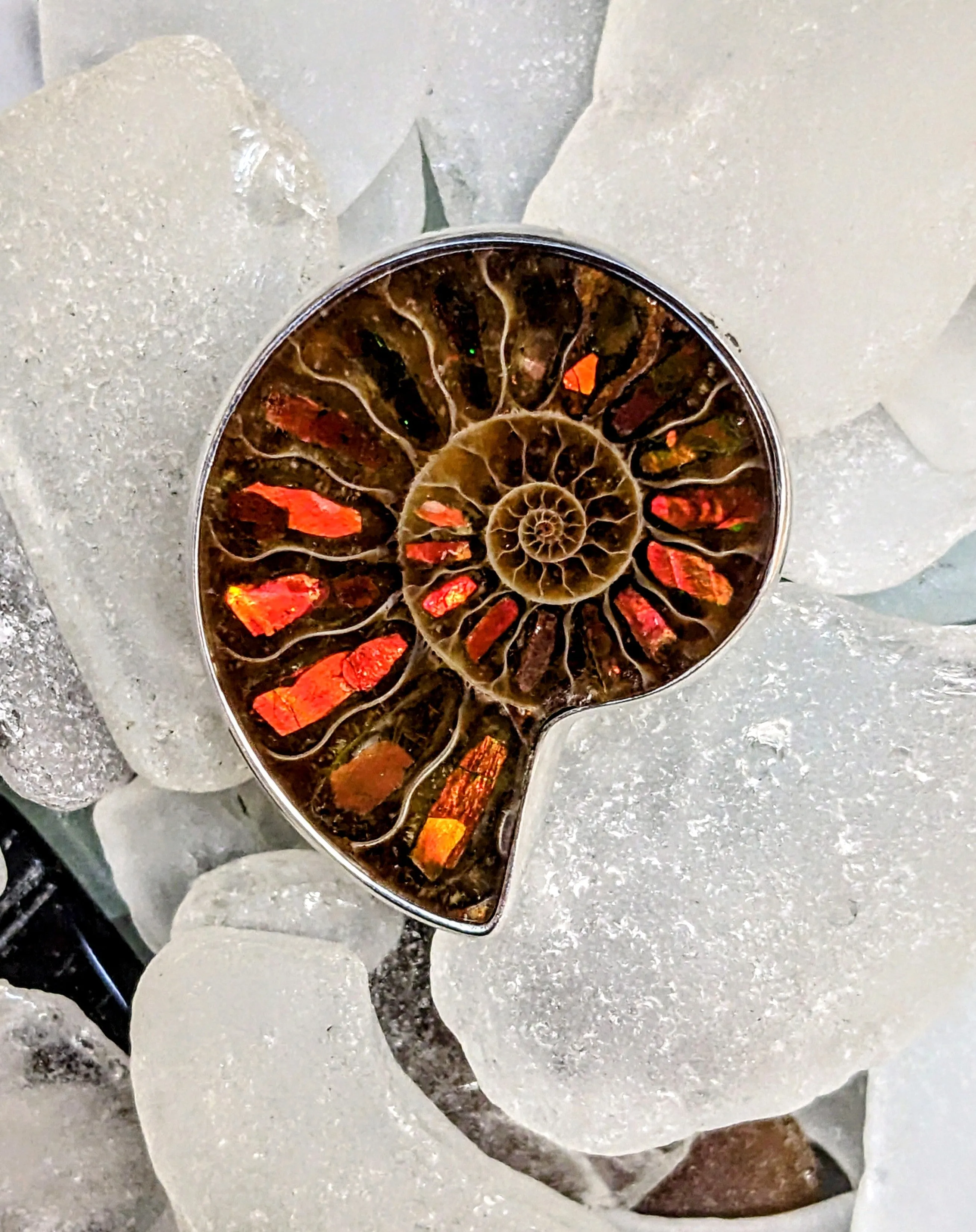 Ammonite with Ammolite inlay